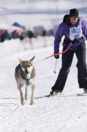 Lenk 2013